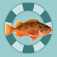 Poissons Des Mers