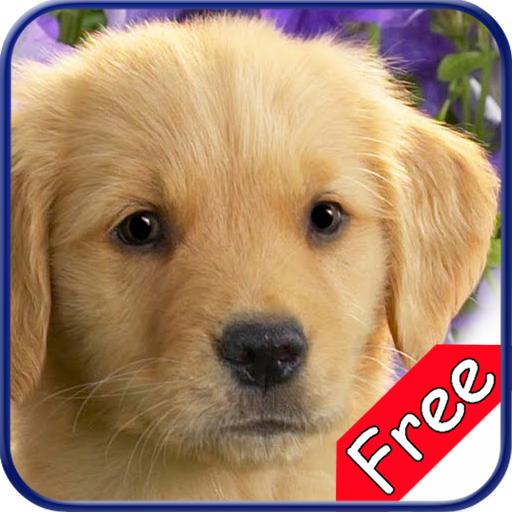 golden retriever features golden retriever wallpaper hd free iphone app market golden retriever features golden retriever wallpaper hd free iphone app market